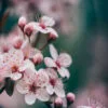 Closeup Of Spring Blossom Flower Wall Art Decor 100% Australian Made - Image 3