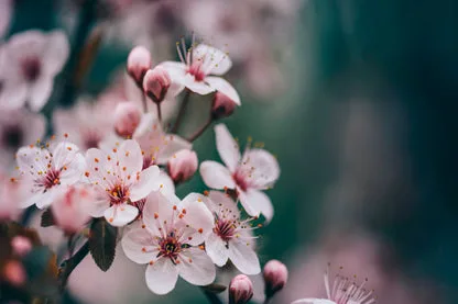 Closeup Of Spring Blossom Flower Wall Art Decor 100% Australian Made - Image 3