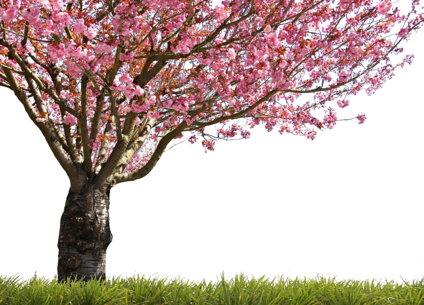 Floral Tree Photograph Print 100% Australian Made - Image 2