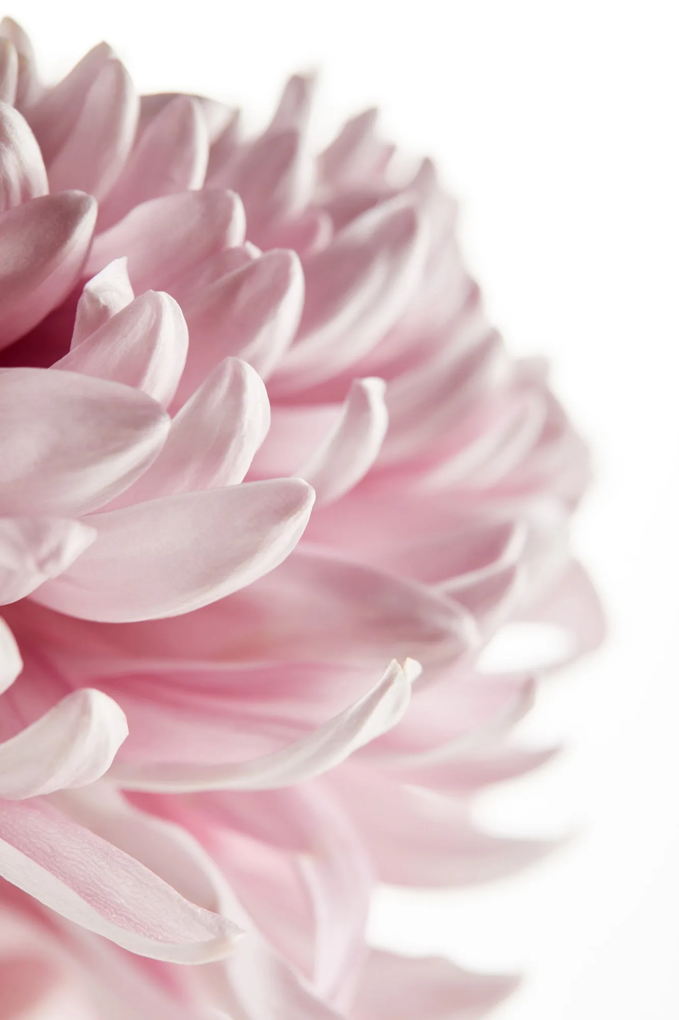 Pink Flower Closeup Photograph Print 100% Australian Made - Image 2
