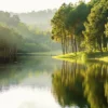 Forest Near Lake Scenery Photograph Print 100% Australian Made - Image 2