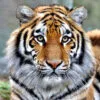 Square Canvas Tiger Portrait Photograph High Quality Print 100% Australian Made - Image 2