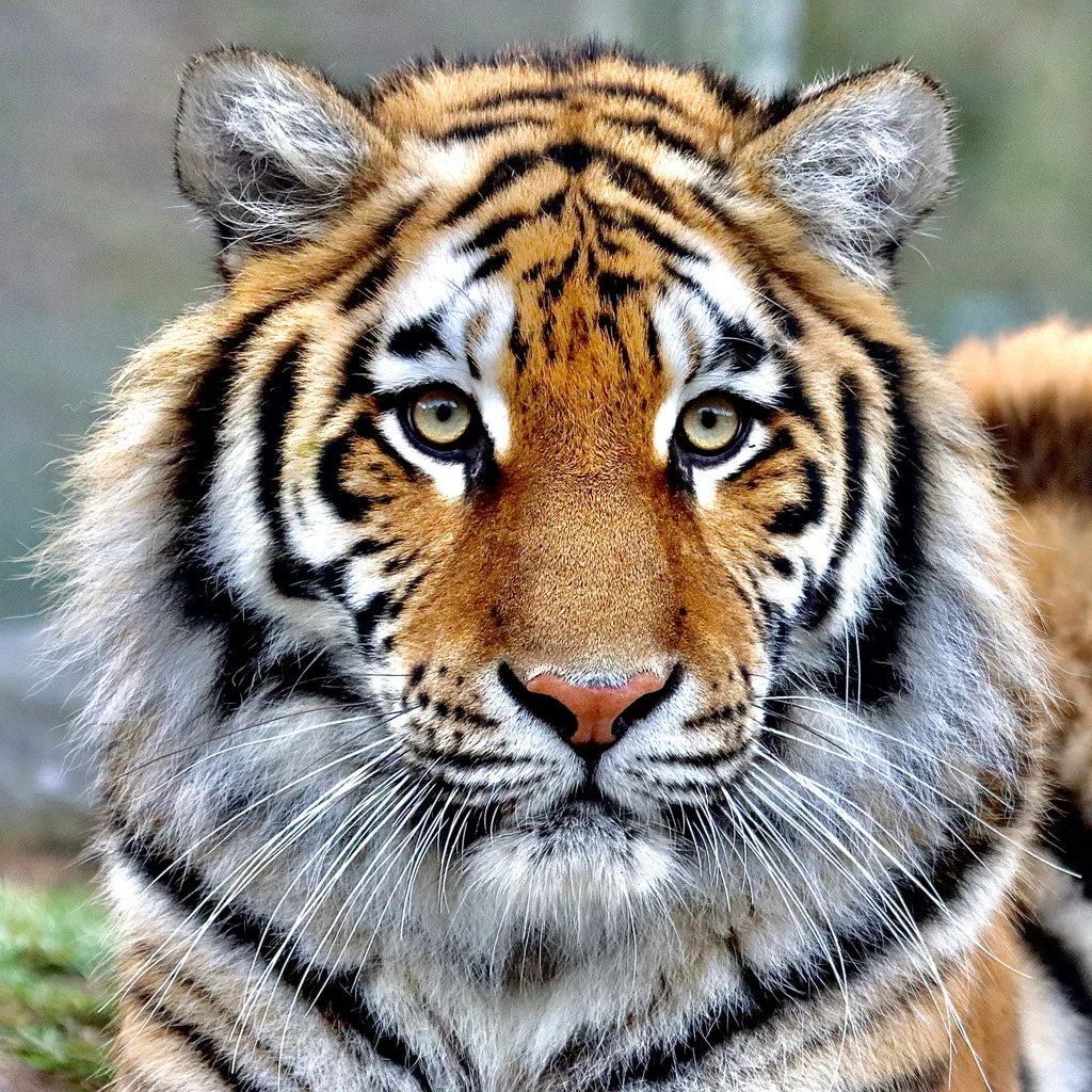 Square Canvas Tiger Portrait Photograph High Quality Print 100% Australian Made - Image 2