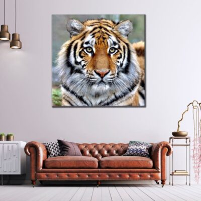 Square Canvas Tiger Portrait Photograph High Quality Print 100% Australian Made
