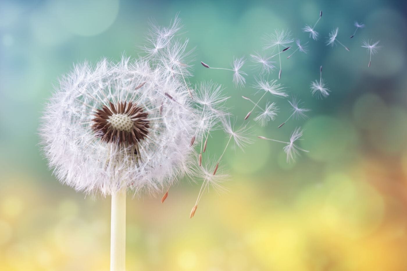Dandelion Flower Closeup View Print 100% Australian Made - Image 2
