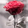 Rose Flower Red B&W Photograph Print 100% Australian Made - Image 2