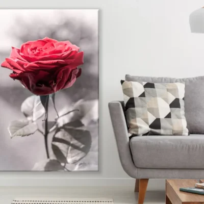 Rose Flower Red B&W Photograph Print 100% Australian Made