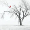 Red Bird Forest trees Modern Canvas Painting Print Picture - Image 2