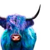 Blue Purple Highland Cow Photograph Print 100% Australian Made - Image 2