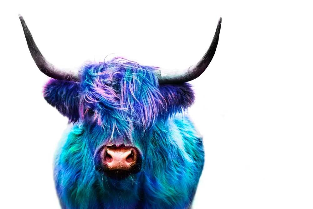 Blue Purple Highland Cow Photograph Print 100% Australian Made - Image 2