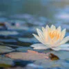 Lotus Flower on Water Photograph Home Decor Premium Quality Poster Print Choose Your Sizes - Image 2
