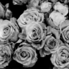 Black & White Roses Photograph Print 100% Australian Made - Image 2