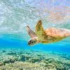 Turtle in Sea Photograph Print 100% Australian Made - Image 2