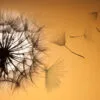 Dandelion Closeup Photograph Print 100% Australian Made - Image 2