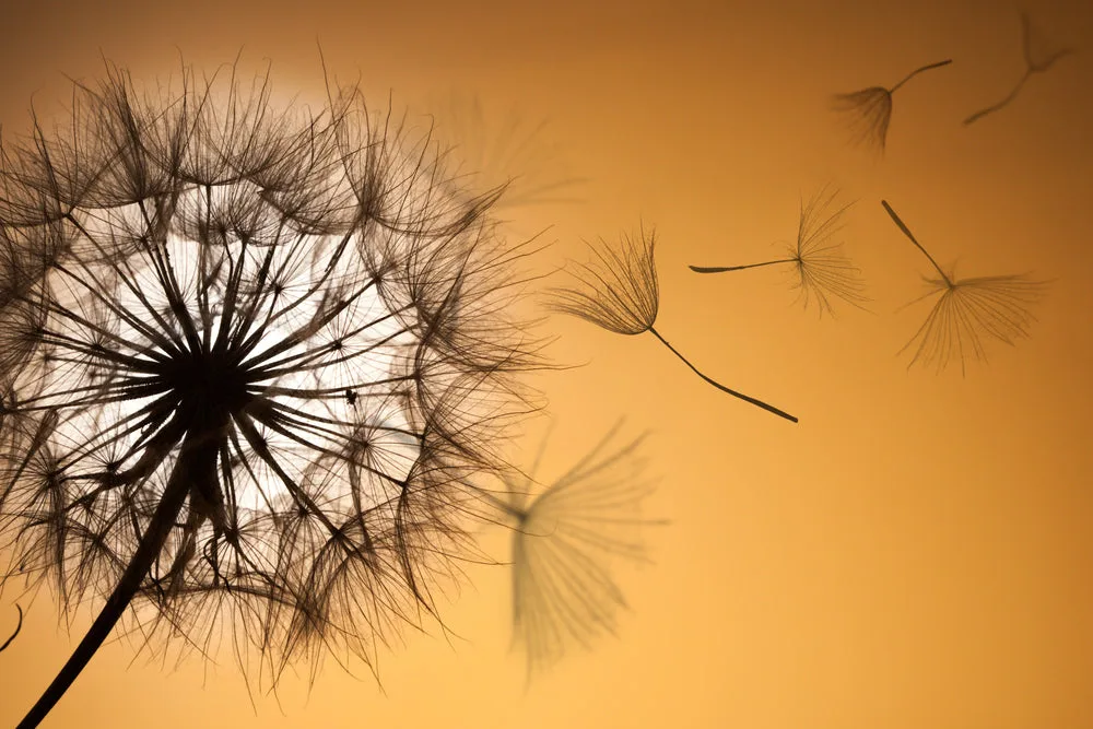 Dandelion Closeup Photograph Print 100% Australian Made - Image 2
