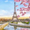 Eiffel Tower & Cherry Blossom Tree Photograph Print 100% Australian Made - Image 2
