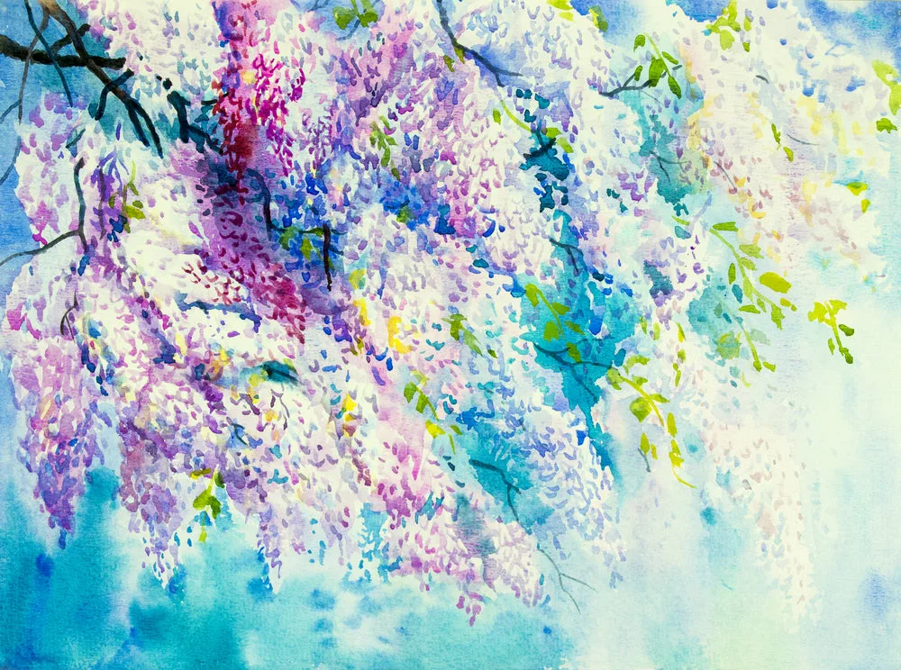 Wisteria Flowers Watercolor Painting Print 100% Australian Made - Image 2