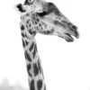 Giraffe B&W Photograph Home Decor Premium Quality Poster Print Choose Your Sizes - Image 2