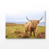 Bella Home Scottish Highland Cow on Field Print Canvas Ready to hang - Image 4