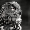 Owl Face Side View B&W Photograph Print 100% Australian Made - Image 2