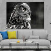 Owl Face Side View B&W Photograph Print 100% Australian Made