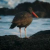 Blackish Oystercatcher Bird Closeup Photograph Print 100% Australian Made - Image 3