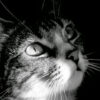 Cat Face View B&W Photograph Print 100% Australian Made - Image 3