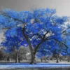 Blue Tree Artistic Nature Print 100% Australian Made - Image 2