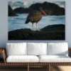 Blackish Oystercatcher Bird Closeup Photograph Print 100% Australian Made