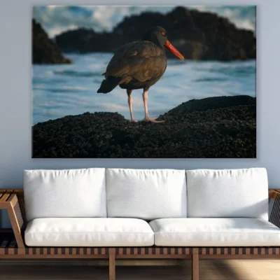 Blackish Oystercatcher Bird Closeup Photograph Print 100% Australian Made