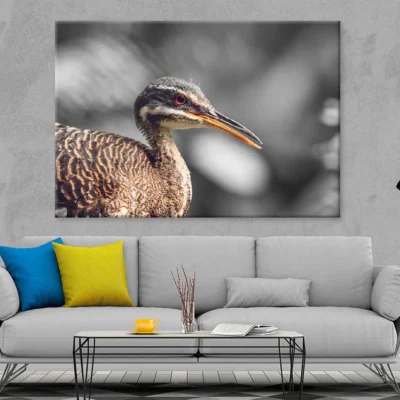 Sunbittern Bird Closeup B&W Photograph Print 100% Australian Made