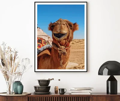 Close-Up Of a Dromedary Camel in The Desert Home Decor Premium Quality Poster Print Choose Your Sizes