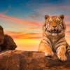 Solitary Adult Bengal Tiger Wall Art Decor 100% Australian Made - Image 3