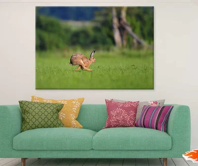 Rabbit Running on Grass Field Photograph Print 100% Australian Made