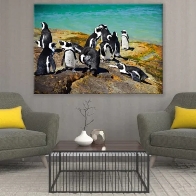 African Penguin Standing on Shore Photograph Print 100% Australian Made