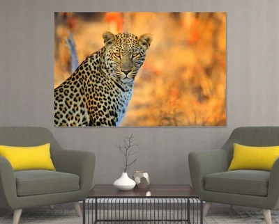 Tiger Stunning Print 100% Australian Made