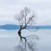 Wanaka Tree in Lake Photograph New Zealand Home Decor Premium Quality Poster Print Choose Your Sizes - Image 3