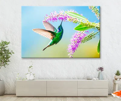 Hummingbird Violet Sabrewing Flying Wall Art Decor 100% Australian Made