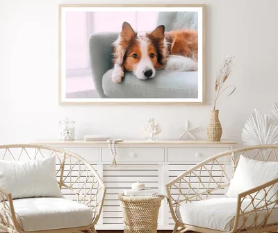 Dog Is Laying on A Blue Chair Home Decor Premium Quality Poster Print Choose Your Sizes