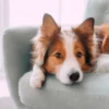 Dog Is Laying on A Blue Chair Acrylic Glass Print Tempered Glass Wall Art 100% Made in Australia Ready to Hang - Image 5