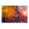 Autumn Trees Glowing by Sunlight Acrylic Glass Print Tempered Glass Wall Art 100% Made in Australia Ready to Hang - Image 5