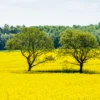 Trees on Yellow Flower Field Scenery Photograph Print 100% Australian Made - Image 3