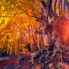 Autumn Trees Glowing by Sunlight Acrylic Glass Print Tempered Glass Wall Art 100% Made in Australia Ready to Hang - Image 3