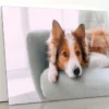 Dog Is Laying on A Blue Chair Acrylic Glass Print Tempered Glass Wall Art 100% Made in Australia Ready to Hang