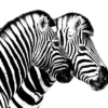 Zebras View B&W Photograph Print 100% Australian Made - Image 3
