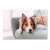 Dog Is Laying on A Blue Chair Acrylic Glass Print Tempered Glass Wall Art 100% Made in Australia Ready to Hang - Image 4