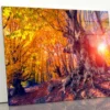 Autumn Trees Glowing by Sunlight Acrylic Glass Print Tempered Glass Wall Art 100% Made in Australia Ready to Hang - Image 4