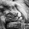 Laying Lion B&W View Photograph Home Decor Premium Quality Poster Print Choose Your Sizes - Image 3