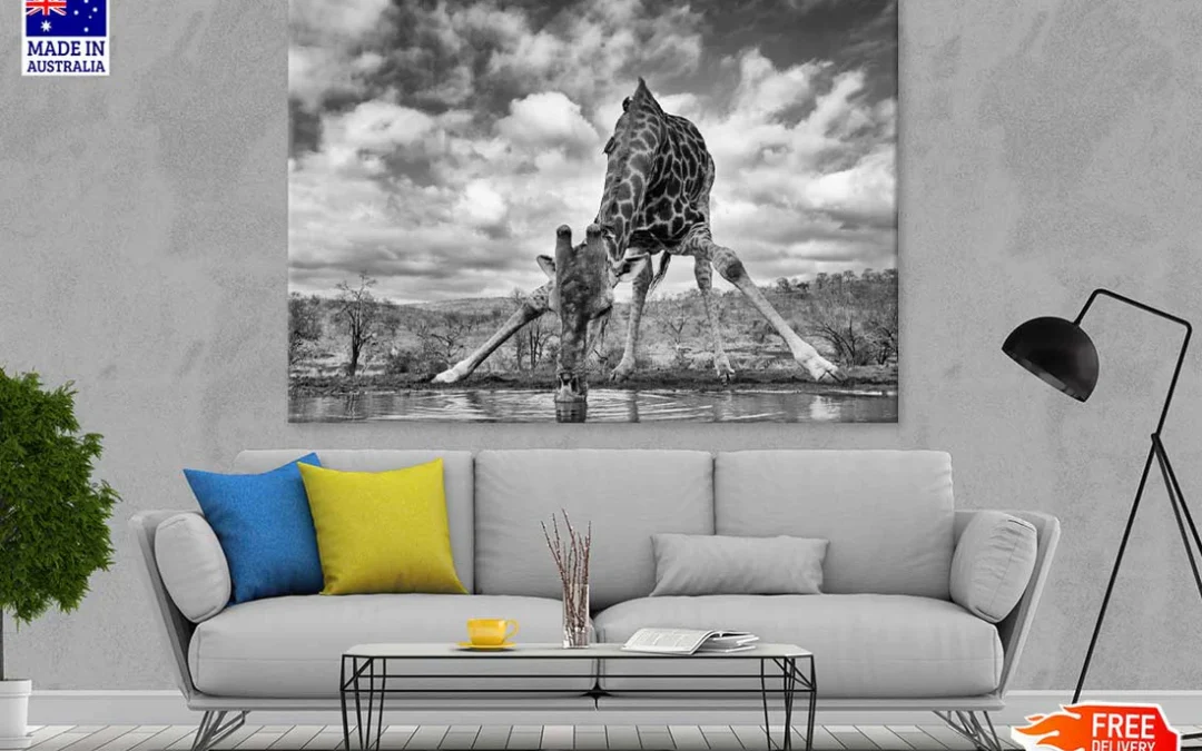 Giraffe Drinking Water B&W View Photograph Print 100% Australian Made