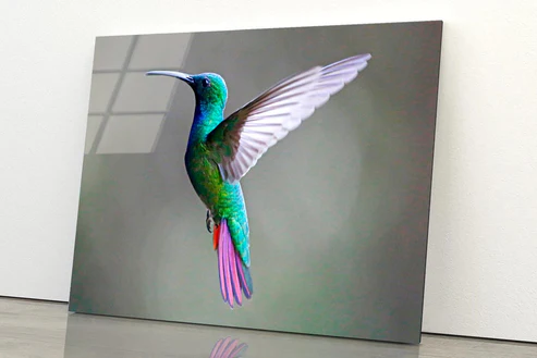 Green-Breasted Mango Female Acrylic Glass Print Tempered Glass Wall Art 100% Made in Australia Ready to Hang